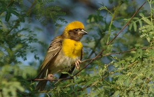 Bird Sanctuary3