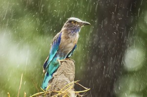 Birds during Monsoon