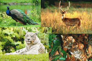 Wildlife Sanctuary1