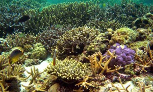 Coral Reefs on the sea beds of the sea
