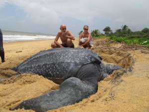 Tourist get a rare glimpse of a huge Leather-back turtle