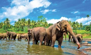A herd of elephants cooling themselves from the heat.