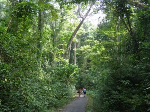 Chidiya Tapu Forest