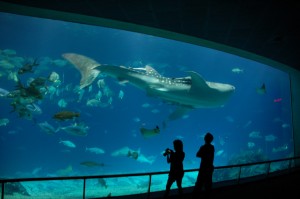 Fisheries-Museum