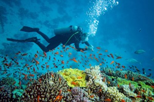 A Scuba diver explores the sea bed full of corals and colorful fishes