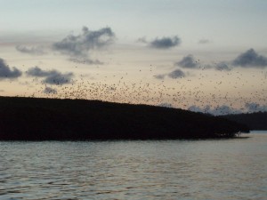 As sunsets hundreds of parrots return to the their home on Parrot Island.