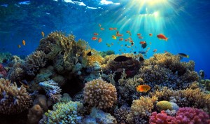 A view of diverse species of beautiful corals underwater at Redskin Islands
