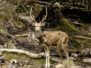 A spotted deer roams freely on the Island