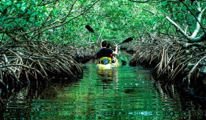 A scenic view of tourist rowing through the dense mangroves at Baratang Island.