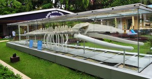 The skeletal remains of a Blue Whale on display at the museum