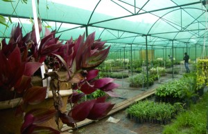 Sippighat-Farm-Port-Blair1