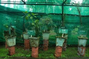 Sippighat-Farm-Port-Blair2