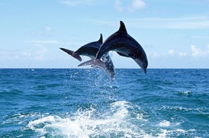 Dolphin Spotting at the Tarkarli sea