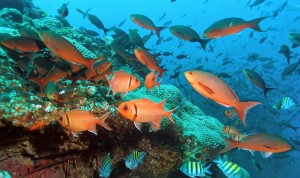 Malvan Marine Sanctuary 1