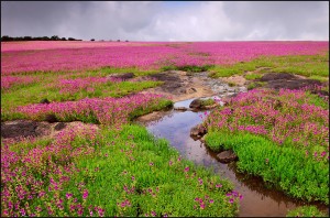 The Kaas Plateau covered in a bed of flowers during monsoon