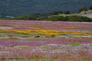 Carpet of flowers ensconced above a clouded vale.