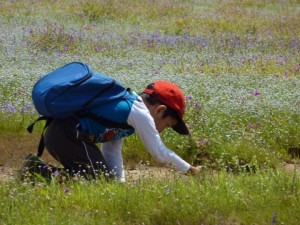 A child closely examines a beautiful flower as he explores the landscape
