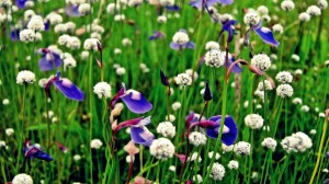 One of the tiny beauties at the Kaas plateau