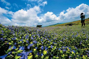 Kaas Plateau is a natural wonder and photographers' paradise.
