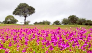 Beautiful flowers blossom everywhere post monsoon