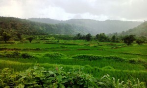 Paddy fields of Vangani village during monsoon