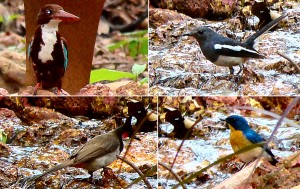 Rare birds which can be seen near the falls and surrounding greenery