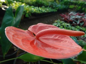 Exotic flowers and plants near the falls